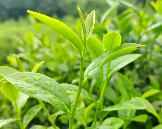 上海顾村公园樱花节：宝山赏樱全攻略，错过再等一年 🌸